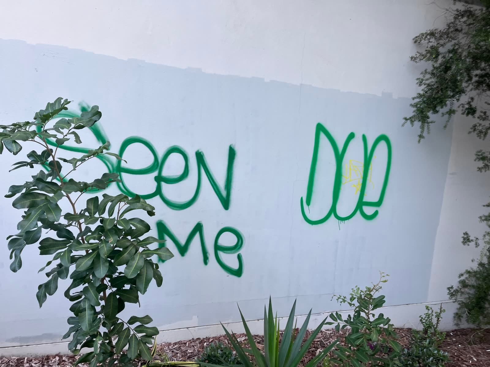 Large green graffiti on rendered wall before Washlord removal — Northern Beaches